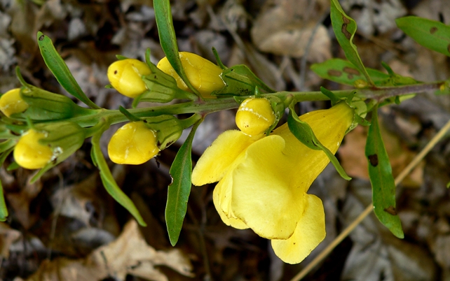 {Aureolaria flava}